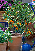 Fortunella (Kumquat)