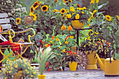 Seating area with sunflowers: Helianthus annuus 'Ring of Fire'.