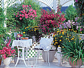 Petunia surfinia hanging basket, Gazania, Euryops (yellow marguerite)