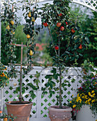 Pyrus (pear trellis) and Malus (apple tree) in pots