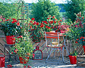 Red Balcony, Hibiscus (Rosemary), Quamoclit, Impatiens