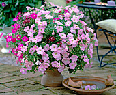 Petunia 'Mirage lilac' and 'Mirage pink', Verbena 'Quartz'