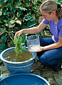 Plant bowl