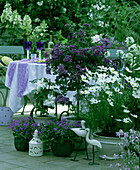 Arrangement mit Heliotropium (Vanilleblume), Campanula