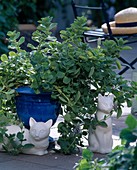 Coleus canin (Verpiß-Dich-Pflanze) vertreibt Katzen