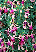 Hanging fuchsia 'Cherry'