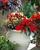 Impatiens 'Paradies Tarawa', Oxalis 'Dark Form'