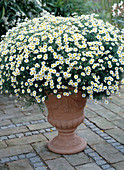 Argyranthemum frutescens 'Courtyard Blanche Petite'