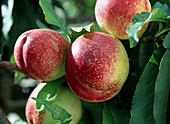 Dwarf nectarine