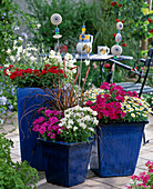 Blue glazed pots with Verbena 'Patio Rose', 'Patio Magenta'