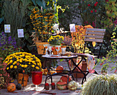 Herbstterrasse : Dendranthema (Herbstchrysantheme), Pyracantha (Feuerdorn)