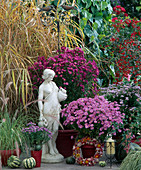 Aster novi-belgi 'Ruby Treasure', 'Pink Star', Miscanthus (Chinese reed)