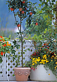 Apple tree as stem in pot, corner container with bidens