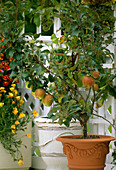 Apple tree on the balcony