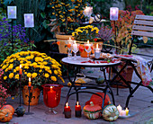 Abendstimmung auf der Herbstterrasse: Dendranthema (Herbstchrysantheme)