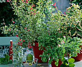Salvia microphylla (currant sage), Pelargonium graveolens (rose geranium)