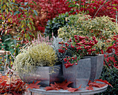 Pernettya (Torfmyrte), Pieris 'Variegata', Calocephalus (Greiskraut), Carex (Segge)