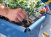 Slow release fertiliser for balcony flowers