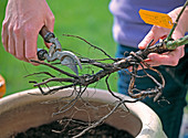 Planting rootless rose in pot