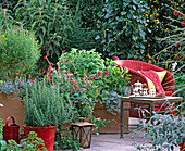 Boronia heterophylla (scented bell), rosemary, Salvia speciosa