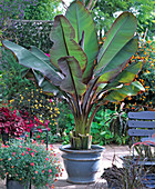 Musa ensete 'Maurellii' (ornamental banana)