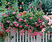 Box with Pelargonium peltatum hybrid 'Wico' (geranium)