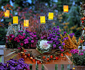 Box with aster novi angliae autumn burnet, Erica gracilis heath, Brassica