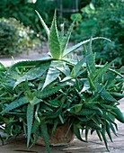 Aloe with more than 100 children