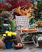 Terrace with Pyracantha (firethorn), Brassica (ornamental cabbage)