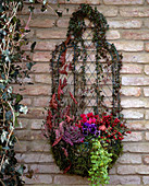 Basket of 'Wirework' as a wall container overgrown with Hedera, Calluna
