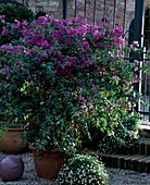 Bougainvillea glabra