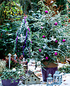 Tsuga canadensis (Hemlocktanne), Chamaecyparis lawsoniana (Scheinzypresse), Skimmia