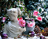 Camellia-Hybr. 'Donation', Baumkugeln. Büste