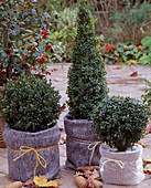 Boxwood for overwintering with root ball protection, wrap pots with fleece and bubble wrap