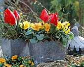 Blechgefäße mit Viola cornuta (Hornveilchen), Tulipa (Minitulpen)