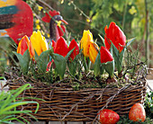 Tulipa hybr. (tulips) in basket