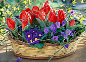 Basket with Tulipa (mini tulips), Viola cornuta (horned violet)