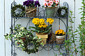 Weatherproof wire tagere with primula, viola (pansies)