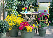 Pots with Alyssum saxatile 'Berggold', Primula elatior 'Crescendo