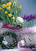 Narcissus 'Téta a Téte', Oxalis (Klee), Primula vulgaris