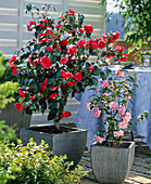 Camellia japonica 'Kanshiro'