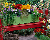 Rote Holzbank mit Holzkasten: Ipheione, Narcissus, Primula