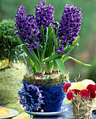 Hyacinthus orientalis