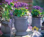 Viola odorata (scented violet), Galanthus nivalis (snowdrop)