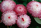 Bellis habanera 'Weiß mit rotem Saum' (Gänseblümchen)