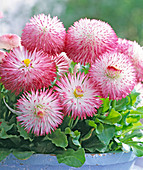 Bellis habanera 'Weiß mit rotem Saum'