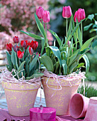 Tulipa hybrid 'Blue Diamond', 'Abra' (Red)