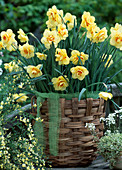 Narcissus 'Apotheosis' in wicker pot