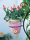 Tulipa greigii hybr. 'Pinocchio'