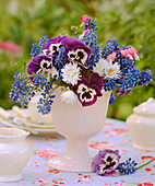 Spring bouquet with Muscari (grape hyacinth), Bellis 'Tasso White', Viola (pansy)